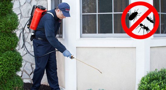 Kırklareli Kemirgen İlaçlama böcek ilaçlama ve haşere kontrolü — ilaclama-tr.com